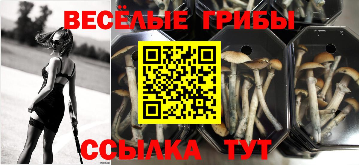 Псилоцибиновые грибы Psilocybine cubensis Заводоуковск